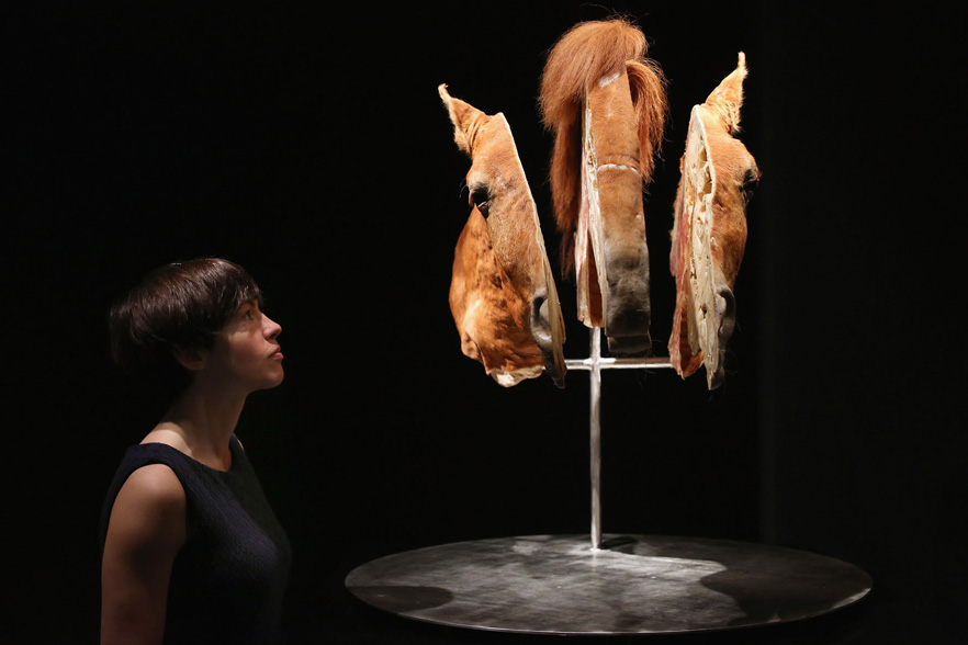 Image from Animal Inside Out exhibition
